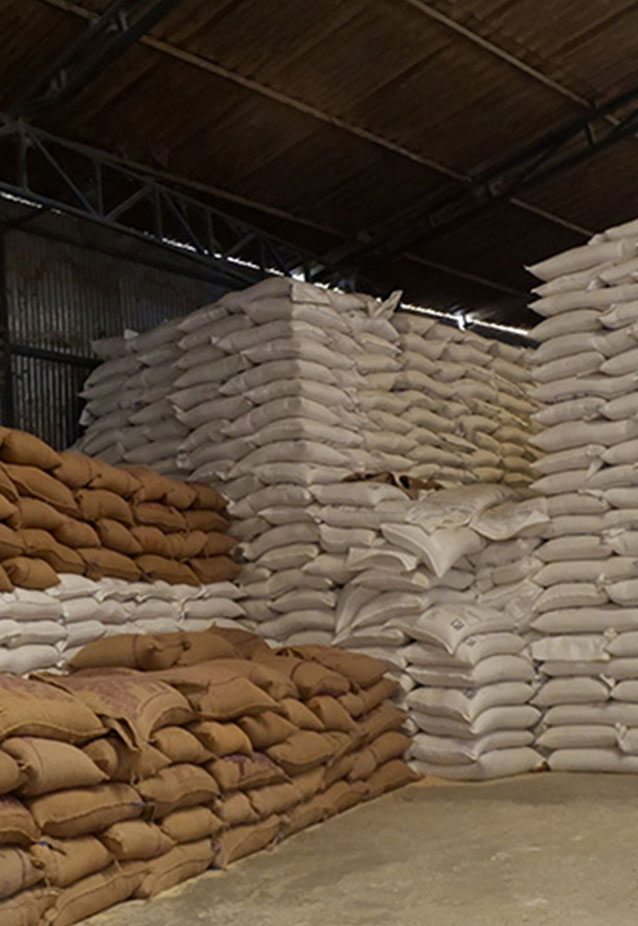 Swarna-rice